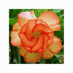 Orange Desert Rose Seedlings Flower Seeds Perennial Growing Bonsai Corms Tubers Potted Planting Reblooming Fragrant Garden Roots Rhizomes Species Blooms Plant Bulbs Gardening Tree