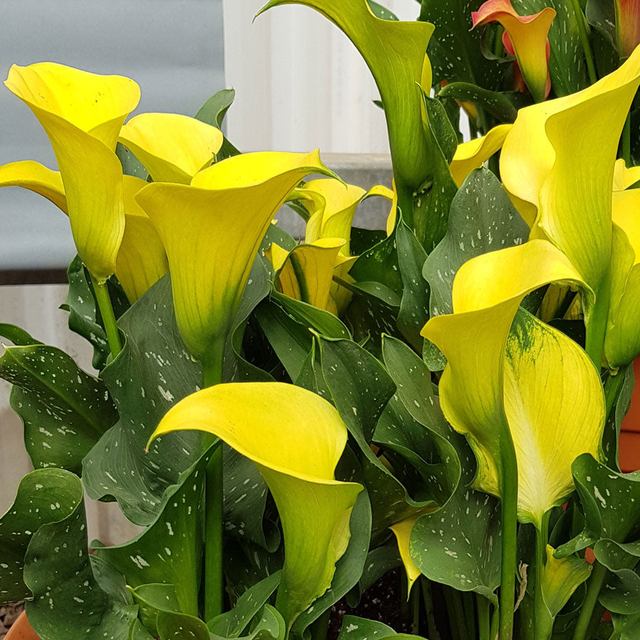 Calla Morelii - Plants Seeds