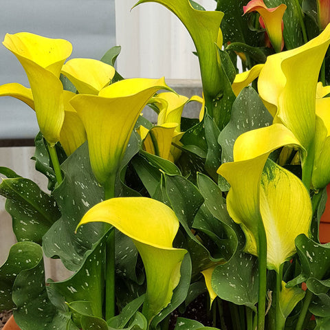 Calla Morelii - Plants Seeds