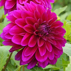 Dahlia 'Le Baron' - Plants Seeds