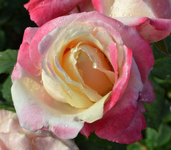 Parfum Tropical Rose Seedlings Flower Seeds Perennial Growing Bonsai Corms Tubers Potted Planting Reblooming Fragrant Garden Roots Rhizomes Species Blooms Plant Bulbs Gardening Tree