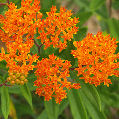 Butterfly Weed - Plants Seeds