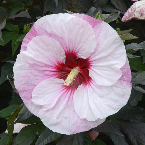 Hibiscus Summerific&reg; Perfect Storm - Plants Seeds