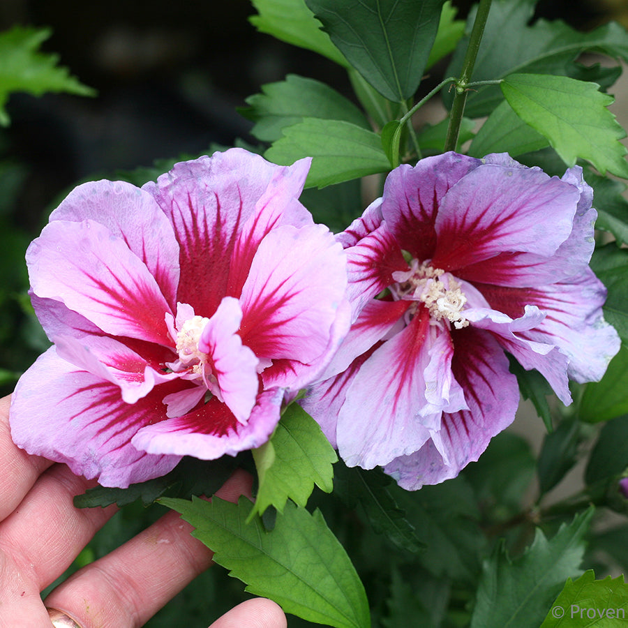 Hibiscus Purple Pillar&reg; - Plants Seeds