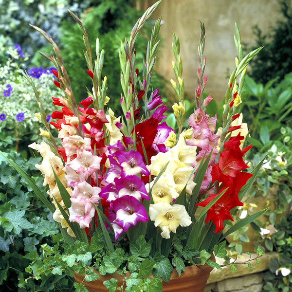 Gladiolus