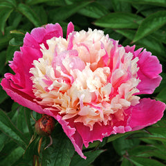 Cora Stubbs Peony - Seedsplant