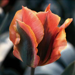 Tulip Artist - Plants Seeds