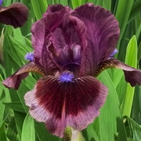 Iris germanica 'Cats Eye' - Seedsplant