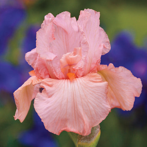 Iris germanica 'Pink Attraction' - Seedsplant