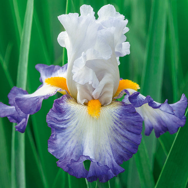 Iris Germanica Brilliant Idea Iris species Growing Bonsai Seeds Flower Plant Bulbs Roots Rhizomes Corms Tubers Potted Planting Reblooming Fragrant Garden