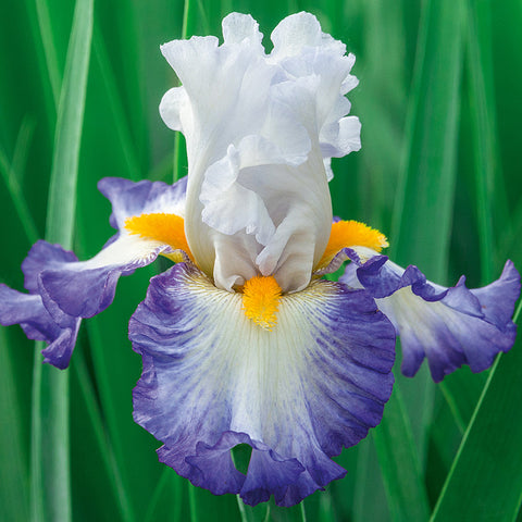 Iris germanica 'Brilliant Idea' - Seedsplant