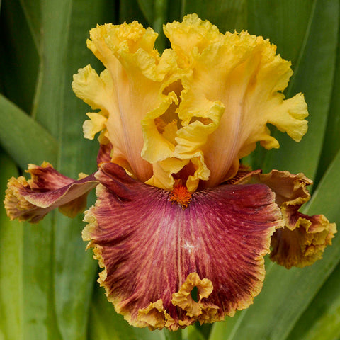 Iris germanica 'Decadence' - Seedsplant