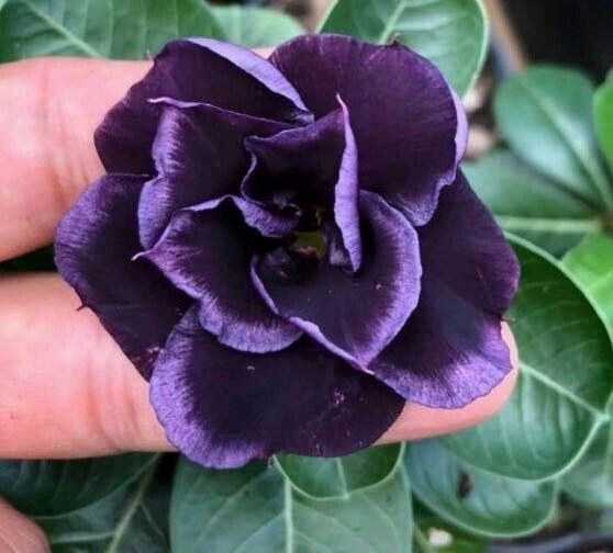 Dark Purple Desert Rose Seedlings Flower Seeds Perennial Growing Bonsai Corms Tubers Potted Planting Reblooming Fragrant Garden Roots Rhizomes Species Blooms Plant Bulbs Gardening Tree - Seedsplant