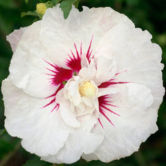 Hibiscus First Editions&reg; Bali&trade; - Plants Seeds