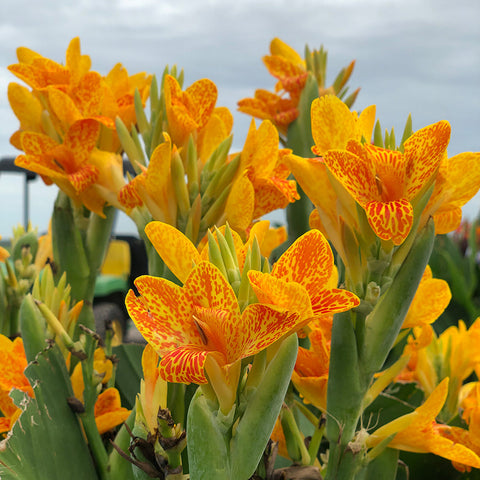 Canna 'Tenerife' - Plants Seeds