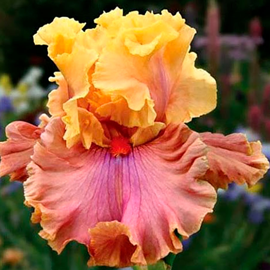 Iris 'Glamazon' - Seedsplant