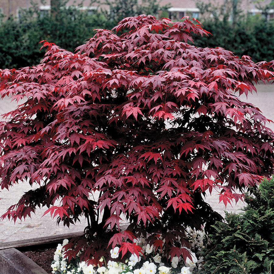 Acer 'Bloodgood' - Plants Seeds