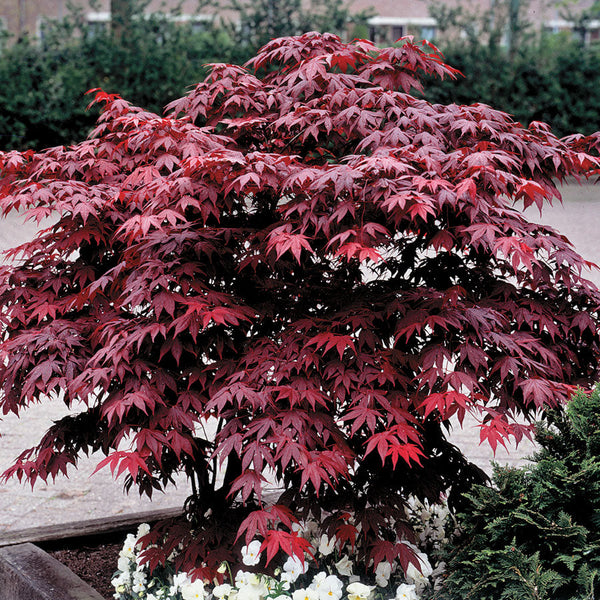 Acer Bloodgood