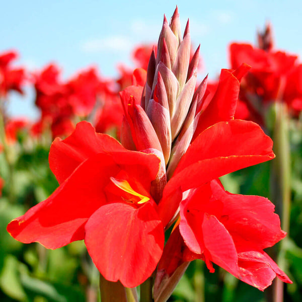 Canna Red Dazzler