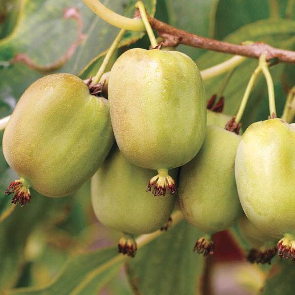 Actinidia Hardy Kiwi Kit