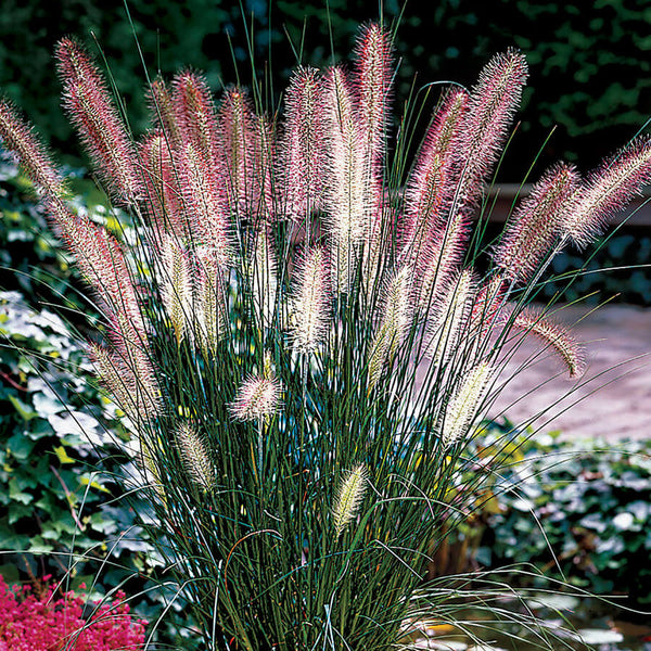 Pennisetum