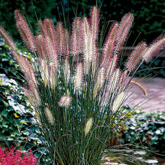 Pennisetum 'Hameln' - Plants Seeds