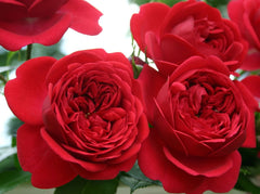 Rosenheim Rose Seedlings Flower Seeds Perennial Growing Bonsai Corms Tubers Potted Planting Reblooming Fragrant Garden Roots Rhizomes Species Blooms Plant Bulbs Gardening Tree