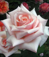 Barbados Rose Seedlings Flower Seeds Perennial Growing Bonsai Corms Tubers Potted Planting Reblooming Fragrant Garden Roots Rhizomes Species Blooms Plant Bulbs Gardening Tree