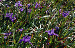 Iris Douglasiana Herbert Bearded Iris Species Growing Bonsai Bulbs Roots Rhizomes Corms Tubers Potted Planting Reblooming Fragrant Garden Flower Seeds Plant