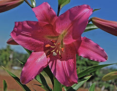 Pink Euphoria Orienpet Hyb Lily Blooms Species Growing Bonsai Bulbs Roots Rhizomes Corms Tubers Potted Planting Reblooming Fragrant Garden Flower Seeds Plant