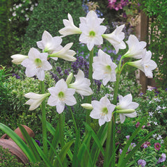 Sonatini Collection Amaryllis Hippeastrum Blooms Species Growing Bonsai Bulbs Roots Rhizomes Corms Tubers Potted Planting Reblooming Fragrant Garden Flower Seeds Plant  Size 12-16cm