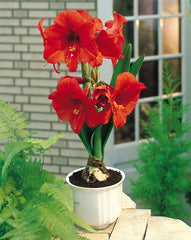 Orange Sovereign Amaryllis Hippeastrum Blooms Species Growing Bonsai Bulbs Roots Rhizomes Corms Tubers Potted Planting Reblooming Fragrant Garden Flower Seeds Plant  Size 12-16cm
