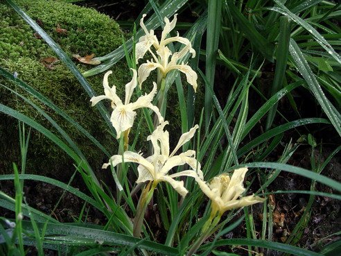 spider iris plant Iris Bracteata Siskiyou Iris Bearded Iris Species Growing Bonsai Bulbs Roots Rhizomes Corms Tubers Potted Planting Reblooming Fragrant Garden Flower Seeds Plant