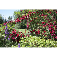 Climbing Rose Seedlings Flower Seeds Perennial Growing Bonsai Corms Tubers Potted Planting Reblooming Fragrant Garden Roots Rhizomes Species Blooms Plant Bulbs Gardening Tree