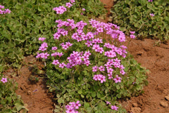 Pink Oxalis Triangularis Bulbs Wood Sorrel Shamrock Perennial Growing Bonsai Roots Rhizomes Corms Tubers Potted Planting Reblooming Fragrant Garden Species Blooms Flower Seeds Plant Gardening