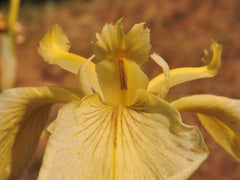 Bearded Iris Species Growing In Roadside Ditch In The City of Grants Pass In Josephine County In Oregon Garden Flower Seeds Plant - Seedsplant