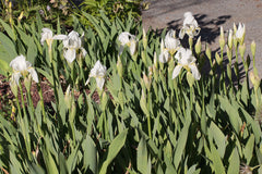 Iris albicans Lange Bearded Iris Species Growing Bonsai Bulbs Roots Rhizomes Corms Tubers Potted Planting Reblooming Fragrant Garden Flower Seeds Plant - Seedsplant