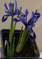 Iris Harmony Contrast Blue and Yellow Bearded Iris Species Growing Bonsai Bulbs Roots Rhizomes Corms Tubers Potted Planting Reblooming Fragrant Garden Flower Seeds Plant