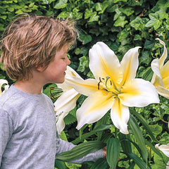big lily flower Big Brother Giant Lily Blooms Species Growing Bonsai Bulbs Roots Rhizomes Corms Tubers Potted Planting Reblooming Fragrant Garden Flower Seeds Plant
