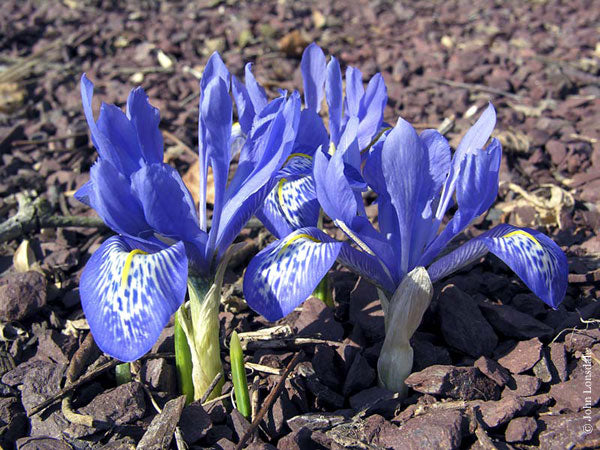 Iris Lady Beatrice Stanley Wedgewood Blue Wide Falls Bearded Iris Species Growing Bonsai Bulbs Roots Rhizomes Corms Tubers Potted Planting Flower