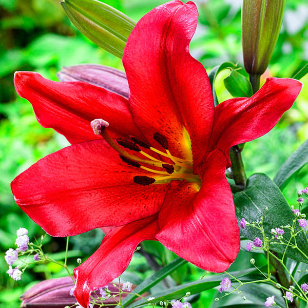 Red Stargazer Lily Blooms Species Growing Bonsai Bulbs Roots Rhizomes Corms Tubers Potted Planting Reblooming Fragrant Garden Flower Seeds Plant