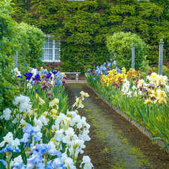 Reblooming Tall Bearded Iris Mixture Species Growing Bonsai Bulbs Roots Rhizomes Corms Tubers Potted Planting Reblooming Fragrant Garden Flower Seeds Plant