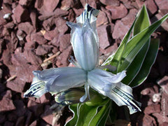 Iris Inconspicua Kuschakewiczii Bearded Iris Species Growing Bonsai Bulbs Roots Rhizomes Corms Tubers Potted Planting Reblooming Fragrant Garden Flower Seeds Plant