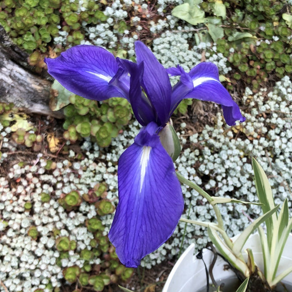 Iris Laevigata This Species From Eastern Asia Often Aquatic Bearded Iris Species Growing Bonsai Bulbs Roots Rhizomes Corms Tubers Potted Planting Garden Flower Seeds Plant