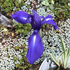 Iris Laevigata This Species From Eastern Asia Often Aquatic Bearded Iris Species Growing Bonsai Bulbs Roots Rhizomes Corms Tubers Potted Planting Garden Flower Seeds Plant
