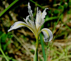 Iris Macrosiphon Torrey Bearded Iris Species Growing Bonsai Bulbs Roots Rhizomes Corms Tubers Potted Planting Reblooming Fragrant Garden Flower Seeds Plant