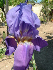 Iris Sicula Tod Very Tall Bearded Iris Species Growing Bonsai Bulbs Roots Rhizomes Corms Tubers Potted Planting Reblooming Fragrant Garden Flower Seeds Plant