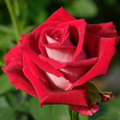 Bright Red Rose Seedlings Flower Seeds Perennial Growing Bonsai Corms Tubers Potted Planting Reblooming Fragrant Garden Roots Rhizomes Species Blooms Plant Bulbs Gardening Tree