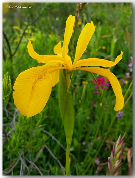 Iris juncea Poir Native Spain Sicily North Africa Bearded Iris Species Growing Bonsai Bulbs Roots Rhizomes Corms Tubers Potted Planting Reblooming Fragrant Garden Flower Seeds Plant