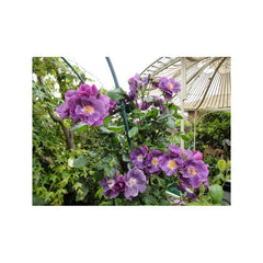 Purple Climbing Rose Seedlings Flower Seeds Perennial Growing Bonsai Corms Tubers Potted Planting Reblooming Fragrant Garden Roots Rhizomes Species Blooms Plant Bulbs Gardening Tree